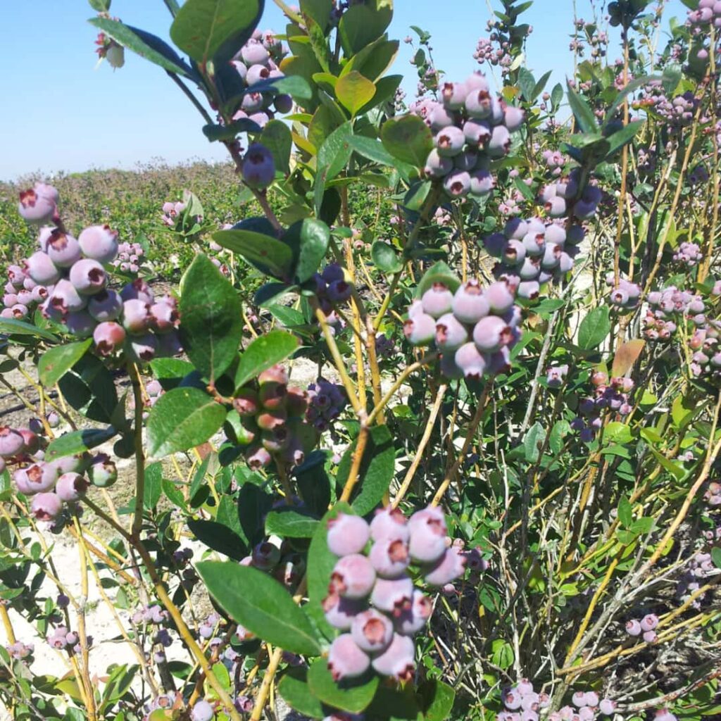 growing blueberries - Clear Springs regenerative farming and sustainability