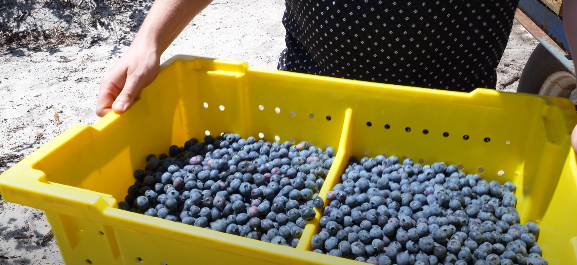 ClearSprings Blueberries