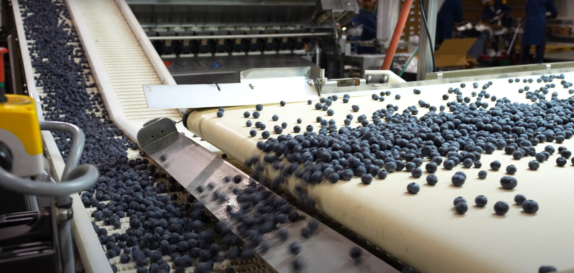 Clearsprings Blueberries manufacturing