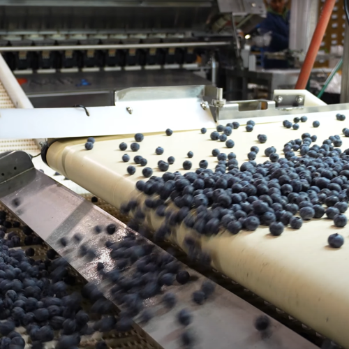 Clearsprings Blueberries manufacturing